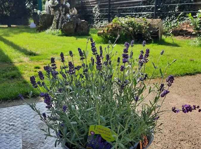 Tatil Evi Max Mit Sauna Rehburg-Loccum